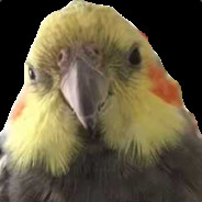 Bürd
