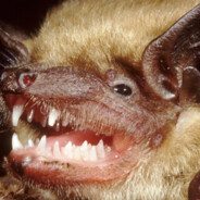 Wuhan Bat Eater