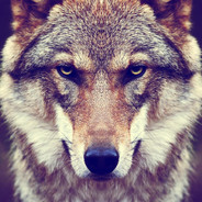 Noble wolf