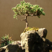 Bonsai da Montanha