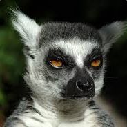 lemur