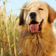 狗羊骑士