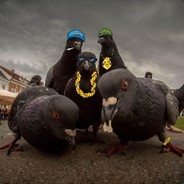 DarkMeatPigeon