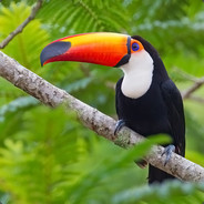 Toucan