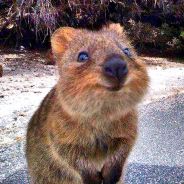 I'm Quokka 100fps =.=