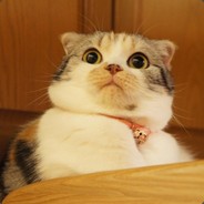 FutaCat