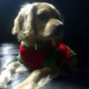 ZEUS