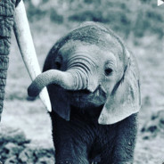 BabyElephant