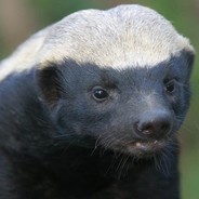 Hz. Honey Badger