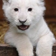 White Lion