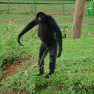 Macaco Aranha