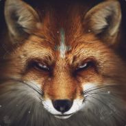 F[o]X