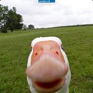 Suck my goose