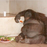 Moon Baboon