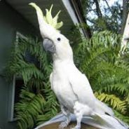 Lord of cacatua