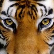 EyeOfTheTiger