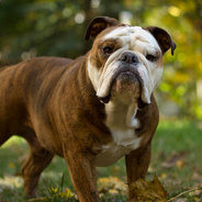 Bulldog