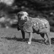 Sgt. Stubby