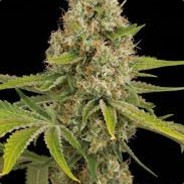 Shanti kush.