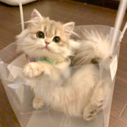 ʚ 菜饼子 ɞ