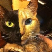 CatStroke