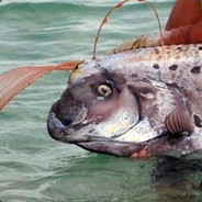 Феодосий-Рыба