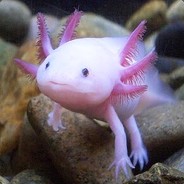 ♥ Axolotl ♥