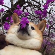 ウサギ