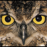 Owl Eye's