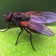 Housefly