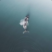 mineraL