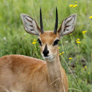 Steenbok