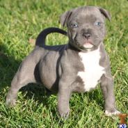 [AW]Mad_DOG