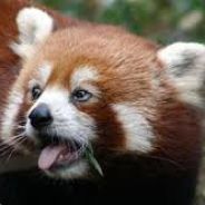 Crafty Red Panda