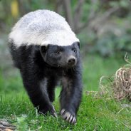 Honey badger