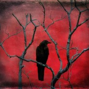 crimson_crow