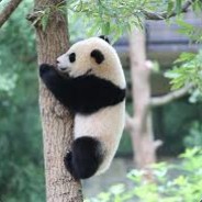 panda ♥ thunder