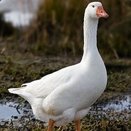 Goose Ignatus