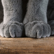 Ancients Paws