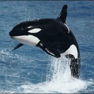 TheOrca