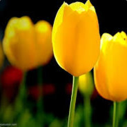 wheretobuytulips