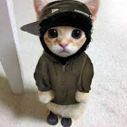 tabby