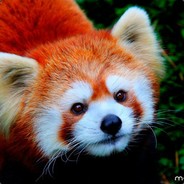 RedPanda ツ