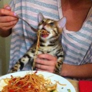I'm just a cat eating spaghetti