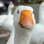 Goose:)