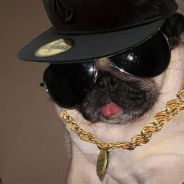 gangsta dog