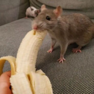 Una Rata CHAMBA