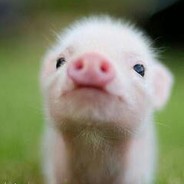 Piggy