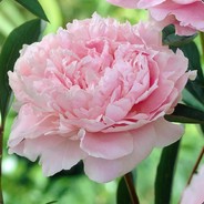 Peony