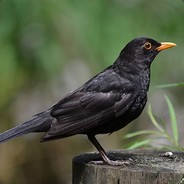 Blackbird